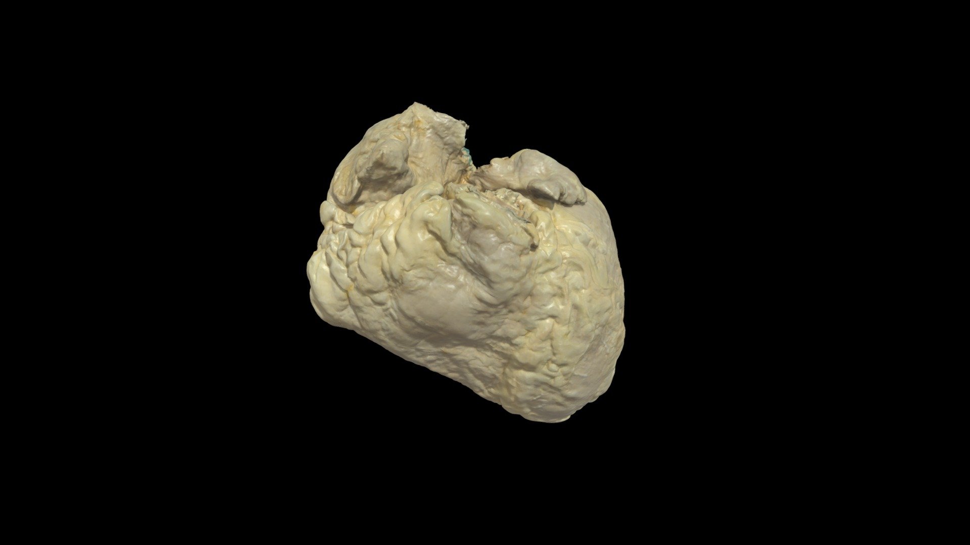 Whole Plastinated Human Heart - Download Free 3D model by ...