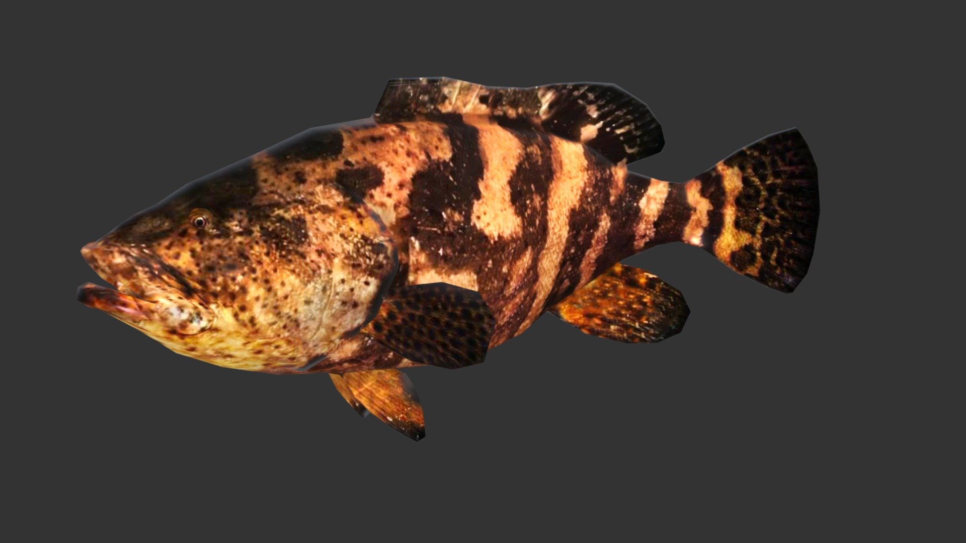grouper fish zbrush