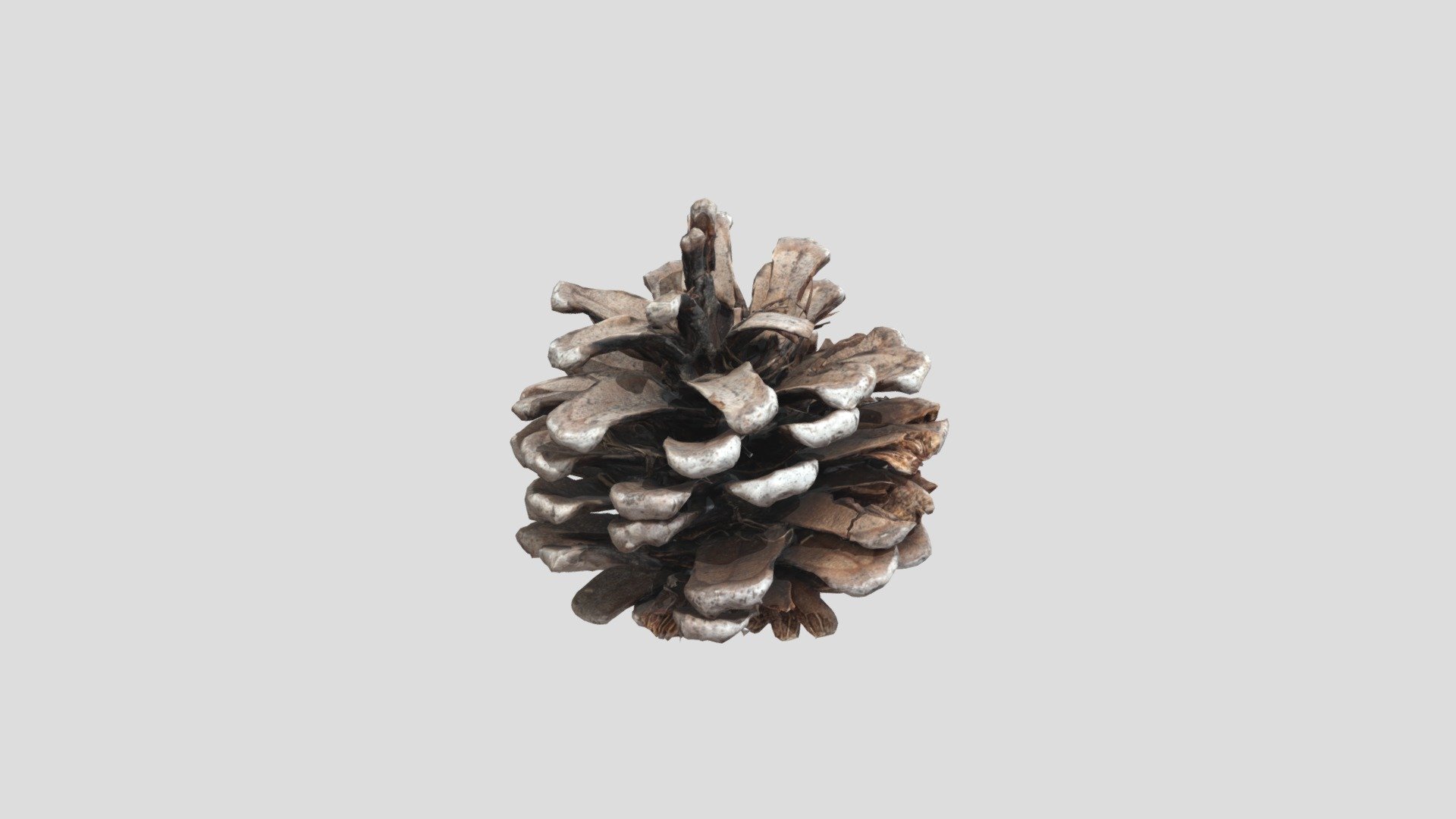 Pine cone