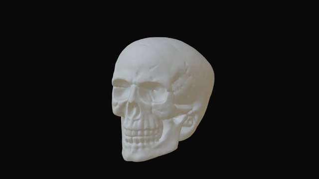 Skull 3D Model