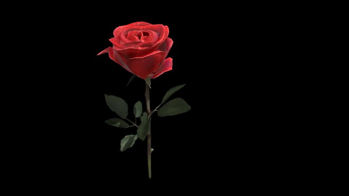 Rose 3D Model