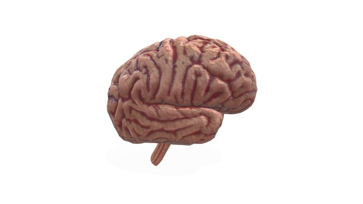 human-brain 3D Model