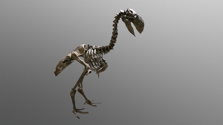 Diatryma fossil skeleton 3D Model