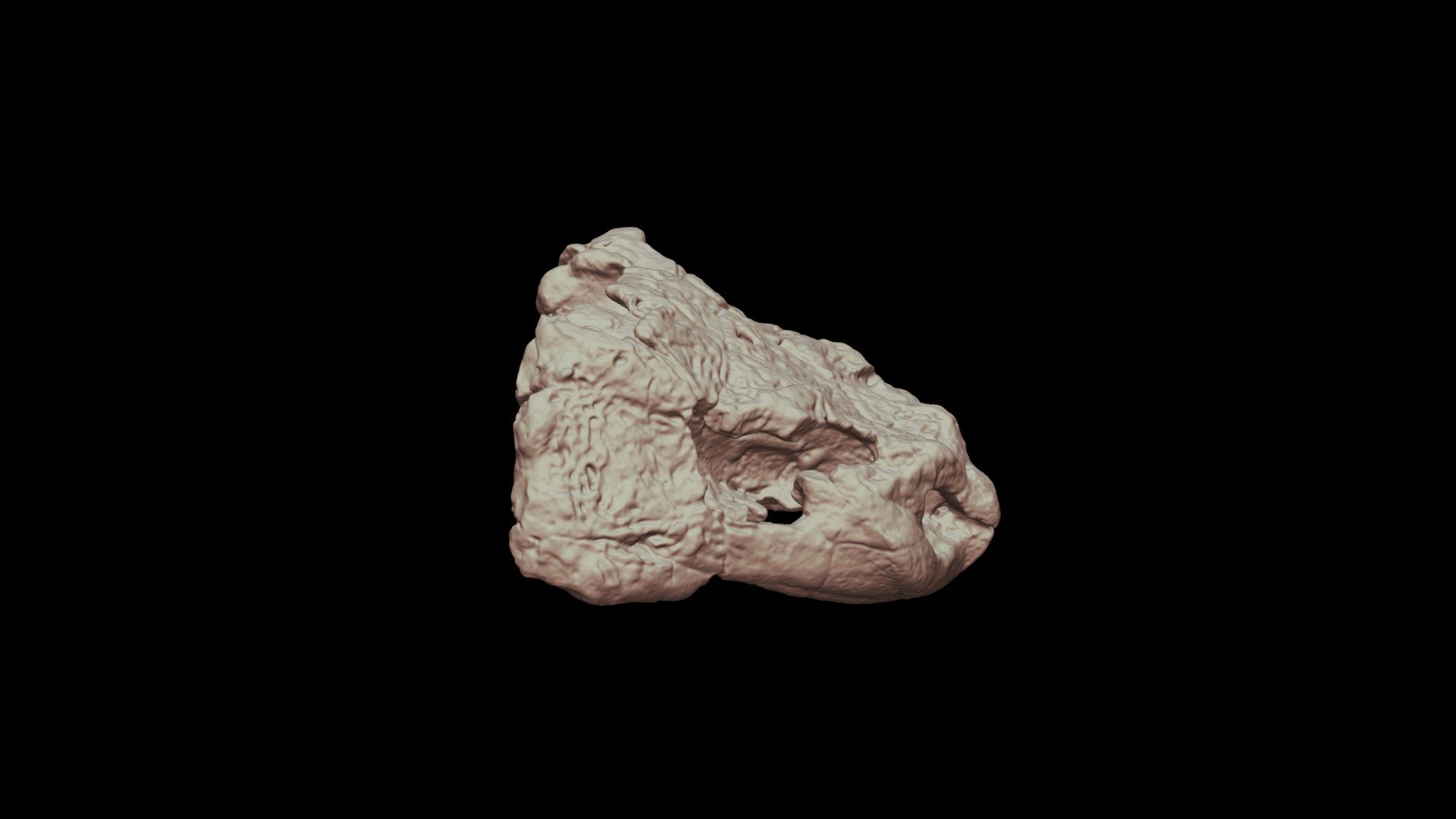Bradysaurus baini (7-108)