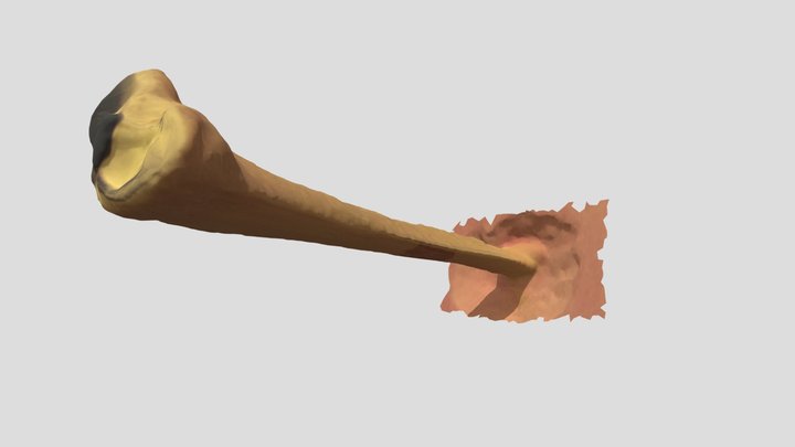 Homo sapiens, Tibia 3D Model