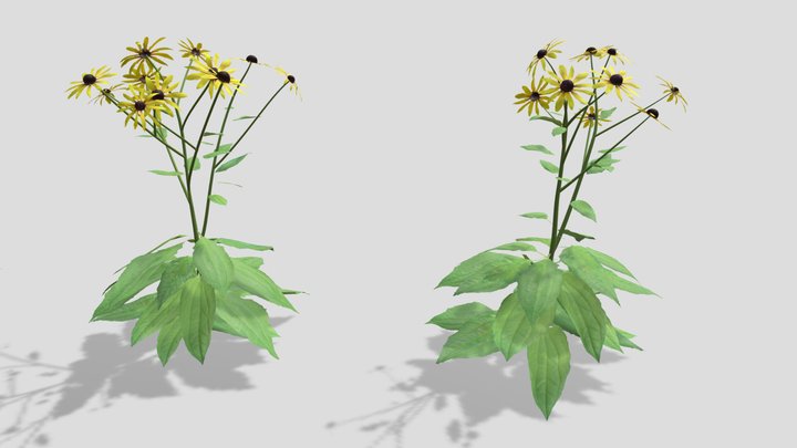 Rudbeckia fulgida ‘Goldsturm’ - Black-Eyed Susan 3D Model