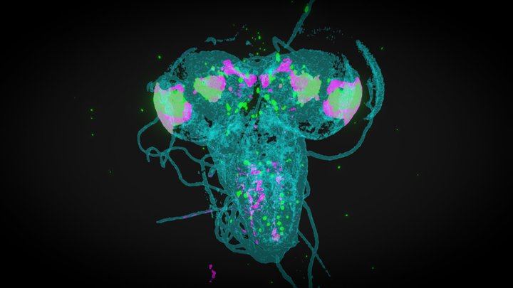 Drosophila Larve Brain + Axotactin Enhancer AxoG 3D Model