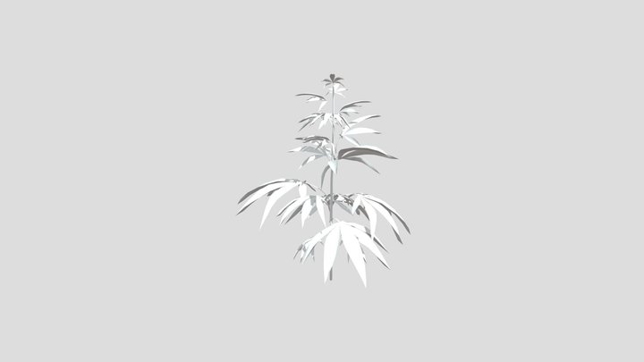 Cannabis Sativa Plant - Stage 1 🌿