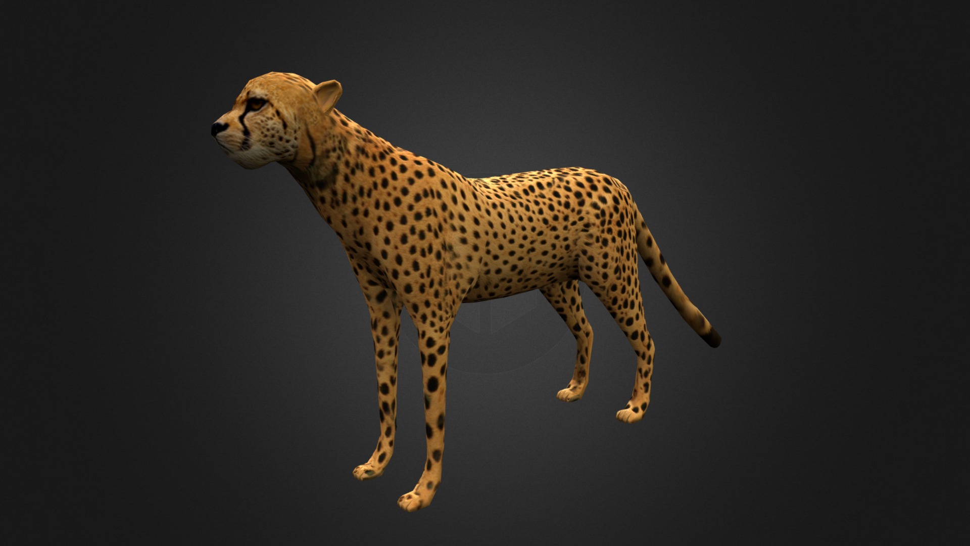 3D model Cheetah - This is a 3D model of the Cheetah. The 3D model is about a cheetah standing on a black background.