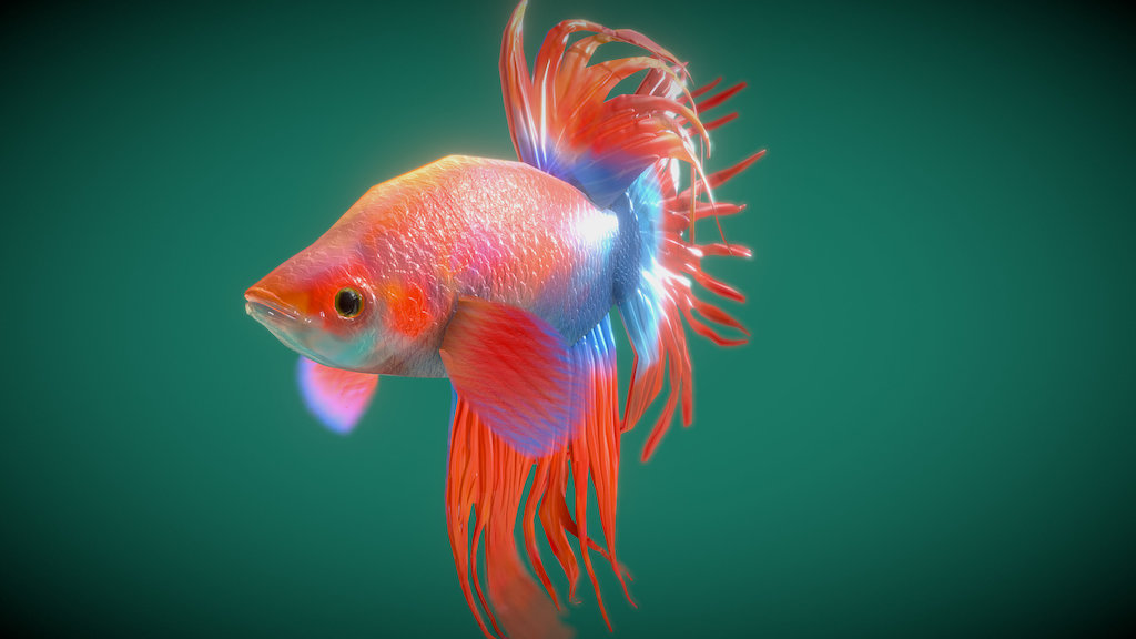 Red Betta Fish
