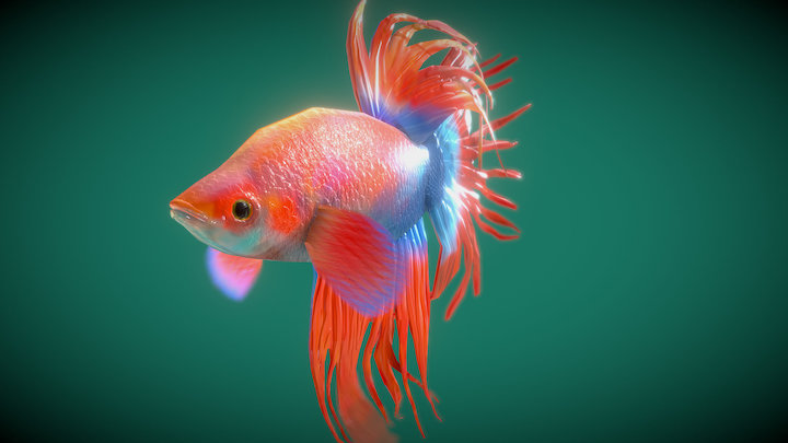 Red Betta Fish 3D Model