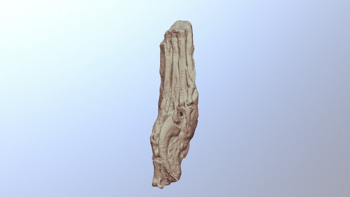 Velociraptor mongoliensis foot 3D Model