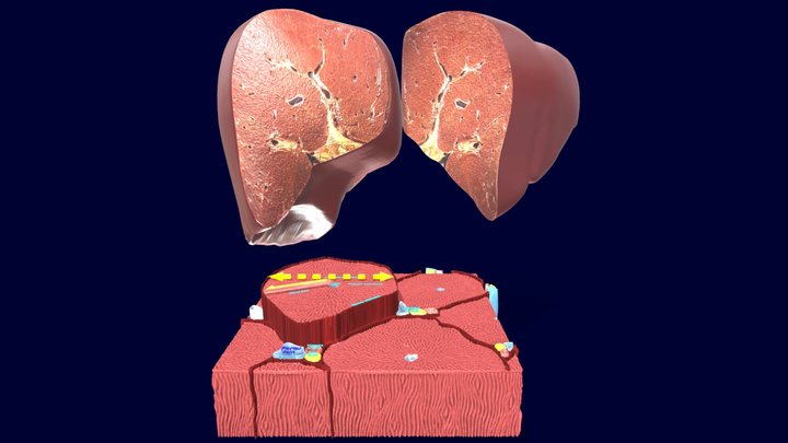 Liver histology anatomy labelled 3D Model
