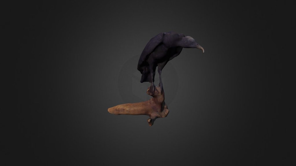 Black Vulture — Sketchfab embed 3D viewer