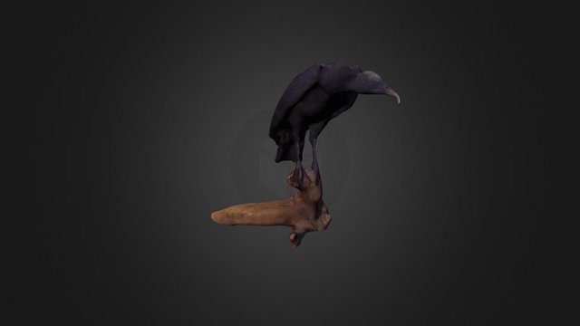 Black Vulture 3D Model