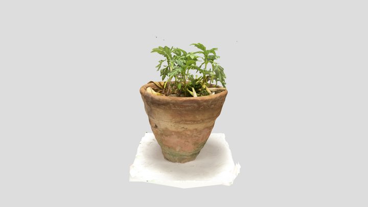 Plant 3D Model