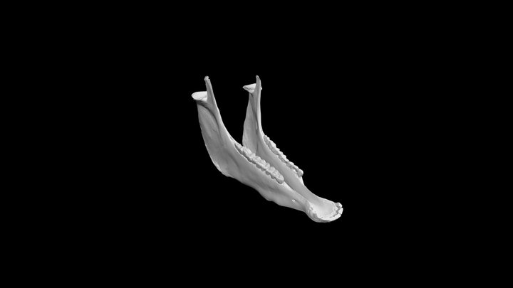 Horse Jaw – Free 3D Model STL