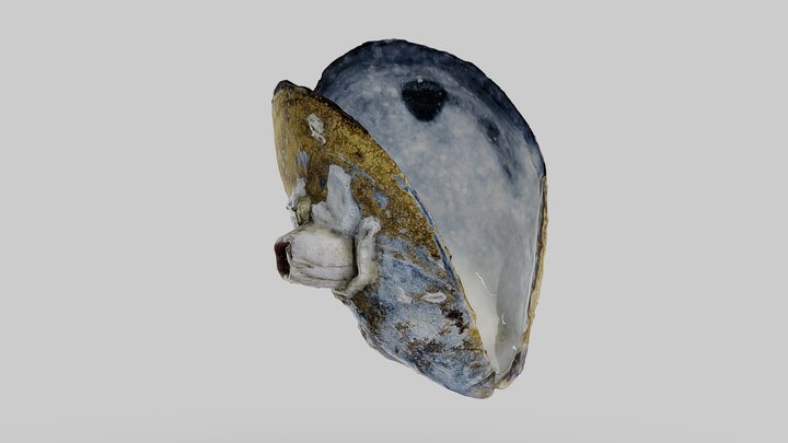 Mussel Shell from Montauk Beach 3D Model