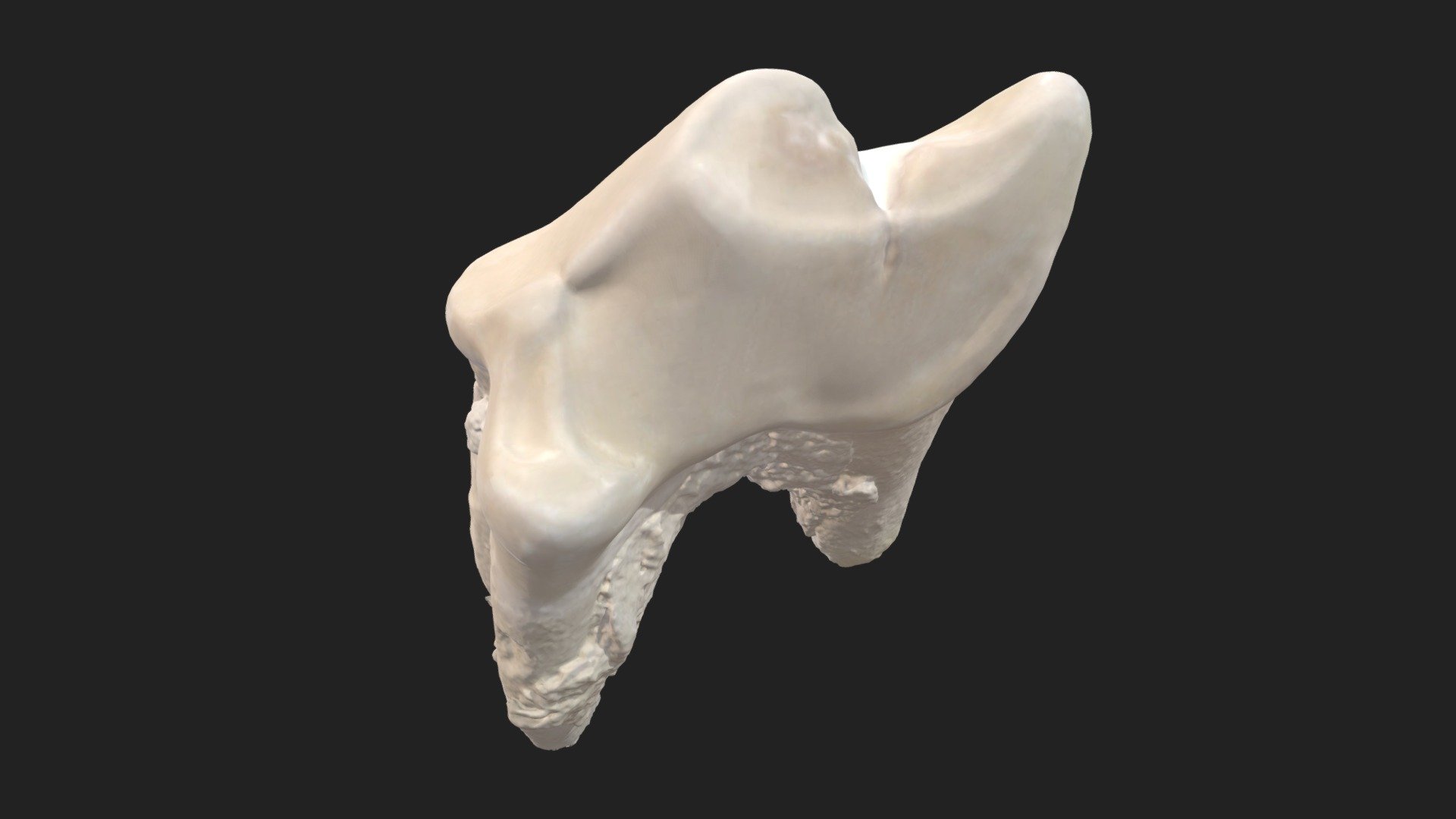 4th cheek tooth (4th premolar) dog (upper jaw) - Download Free 3D model ...