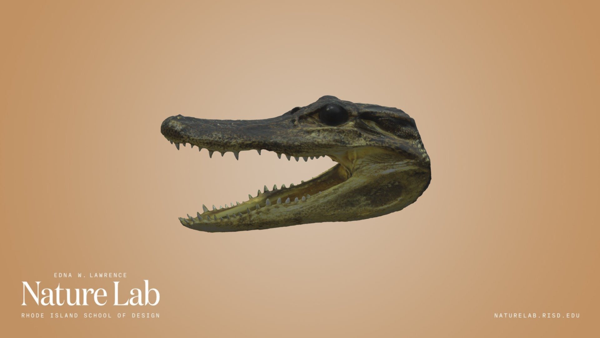 Alligator Head