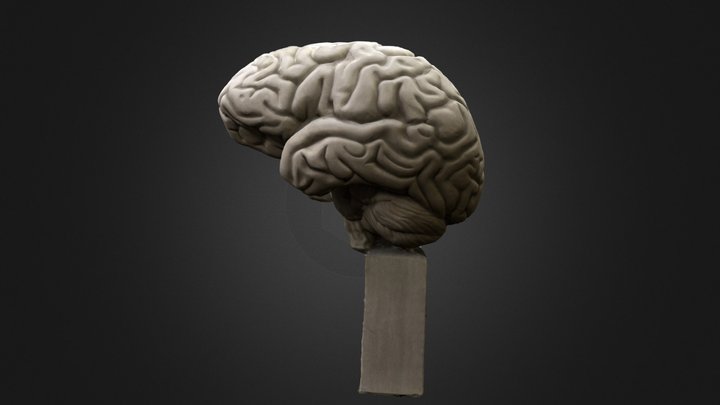 IU Human Brain Scuplture 3D Model