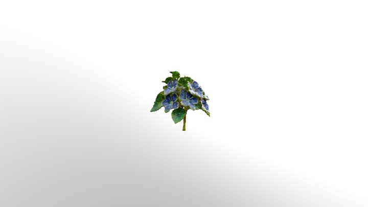 Chrysanthanmum 3D Model