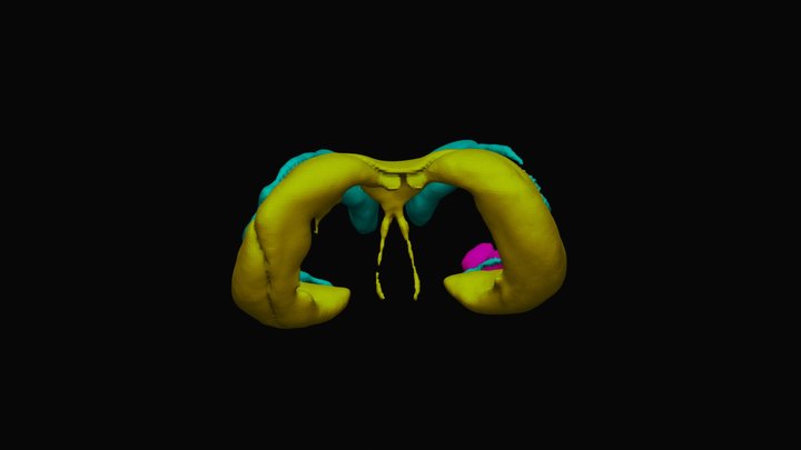 Caudate, Hippocampus, Amygdala (clouded leopard) 3D Model
