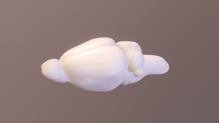 Rat Brain 3D Model