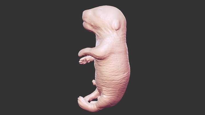 Mouse Embryo E18.5 3D Model