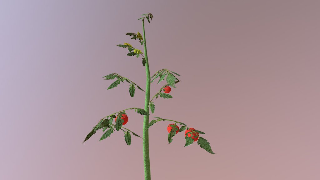 Tomato Plant