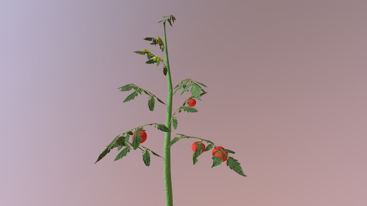 Tomato Plant 3D Model