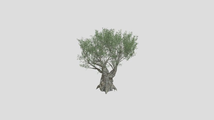 Olive Tree Portugal 3D Model