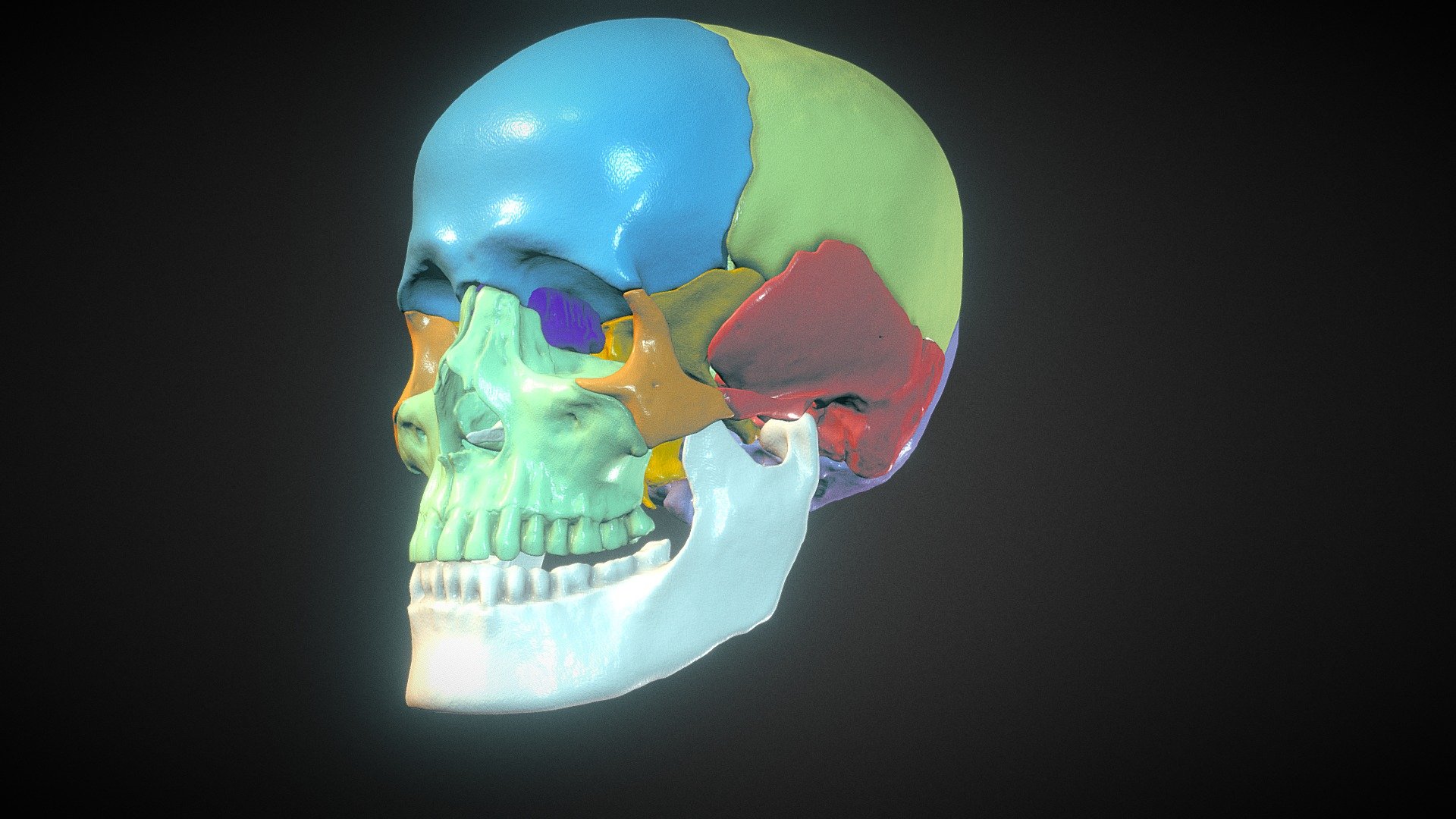 Skull (Netter's Colors) - 3D model by Alekskonn (@alexalexcool ...