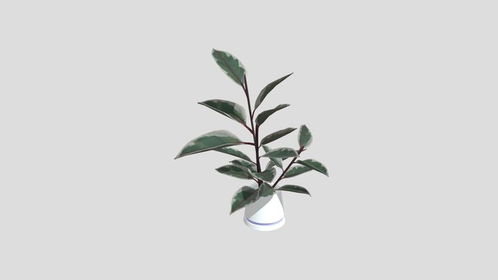 Ficus Elastica 3D Model