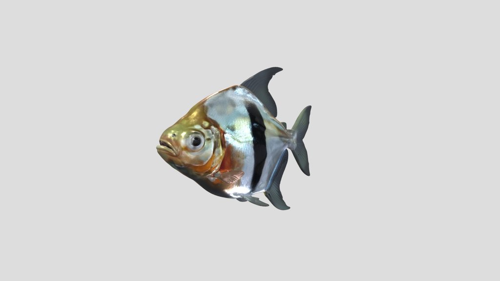 Striped Silver Dollar Piranha
