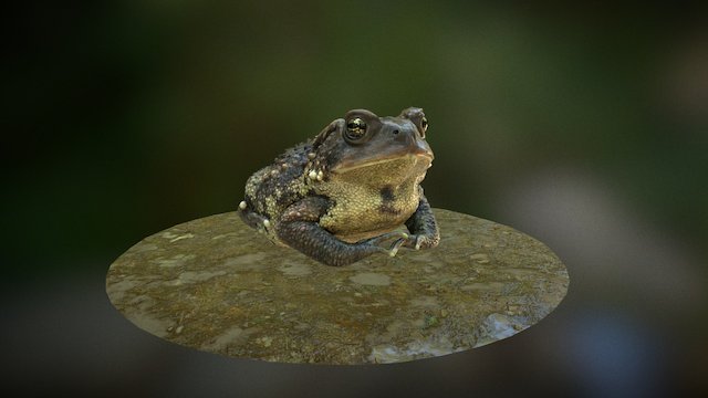 Fowler Toad 3D Model