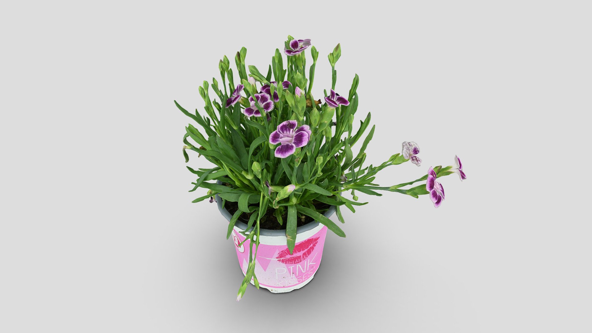 Dianthus