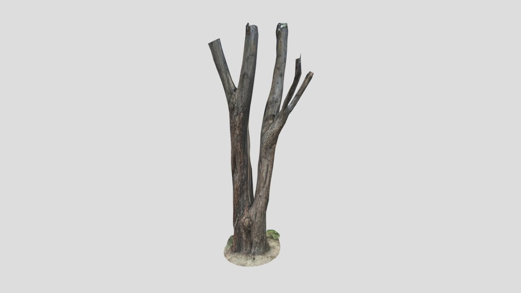 Tree Trunks