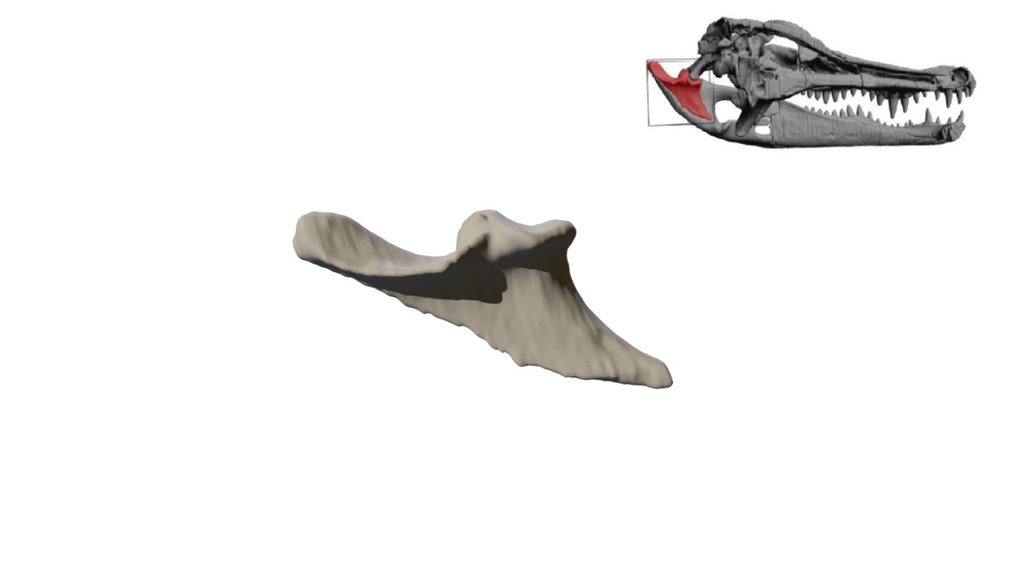 Alligator Articular