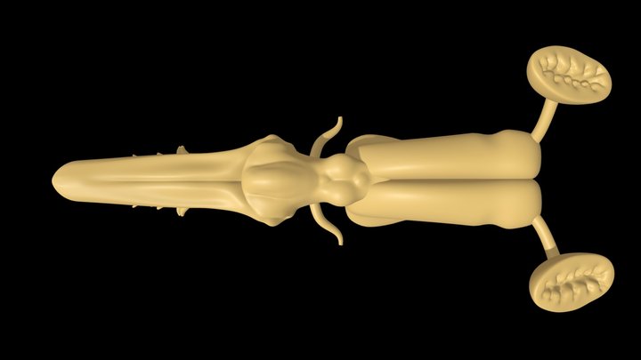 Brain of the South American Lungfish 3D Model
