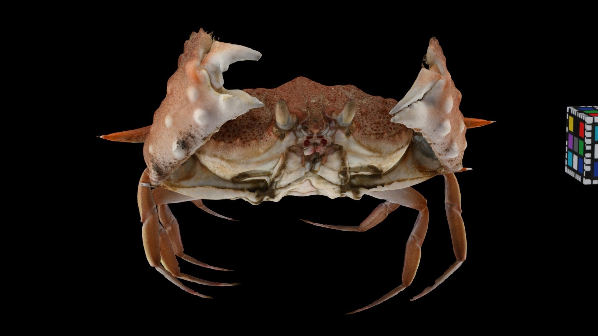 キンセンモドキ ♂ Calappid Crab, Mursia armata
