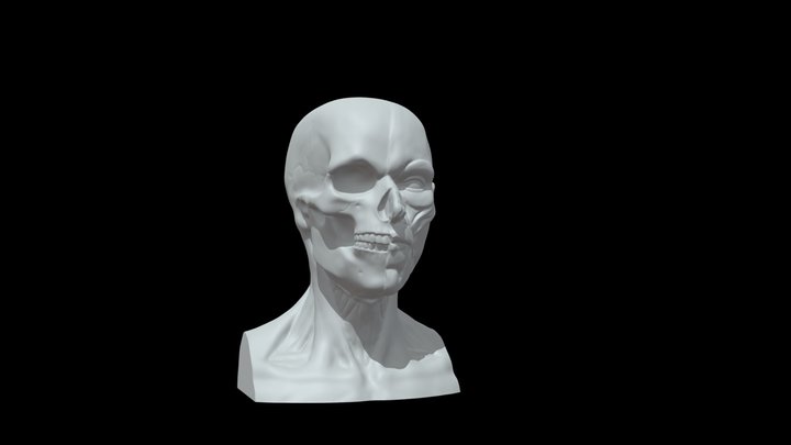 Anatomical bust 3D Model