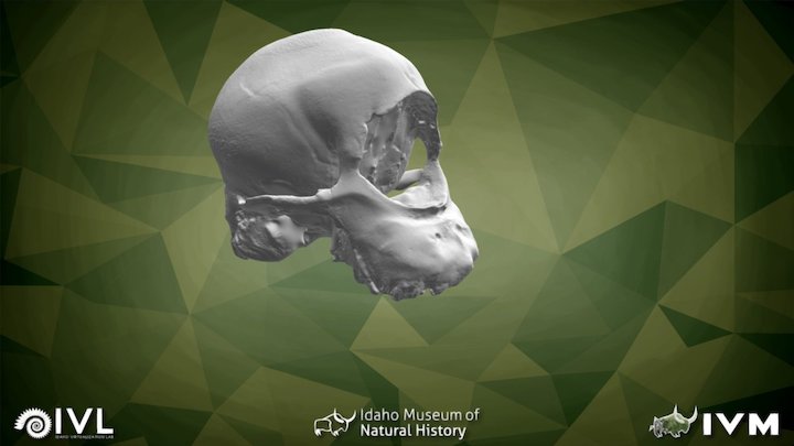 IMNH S-332 Cyclops Sheep Cranium – Modello 3D gratuito STL