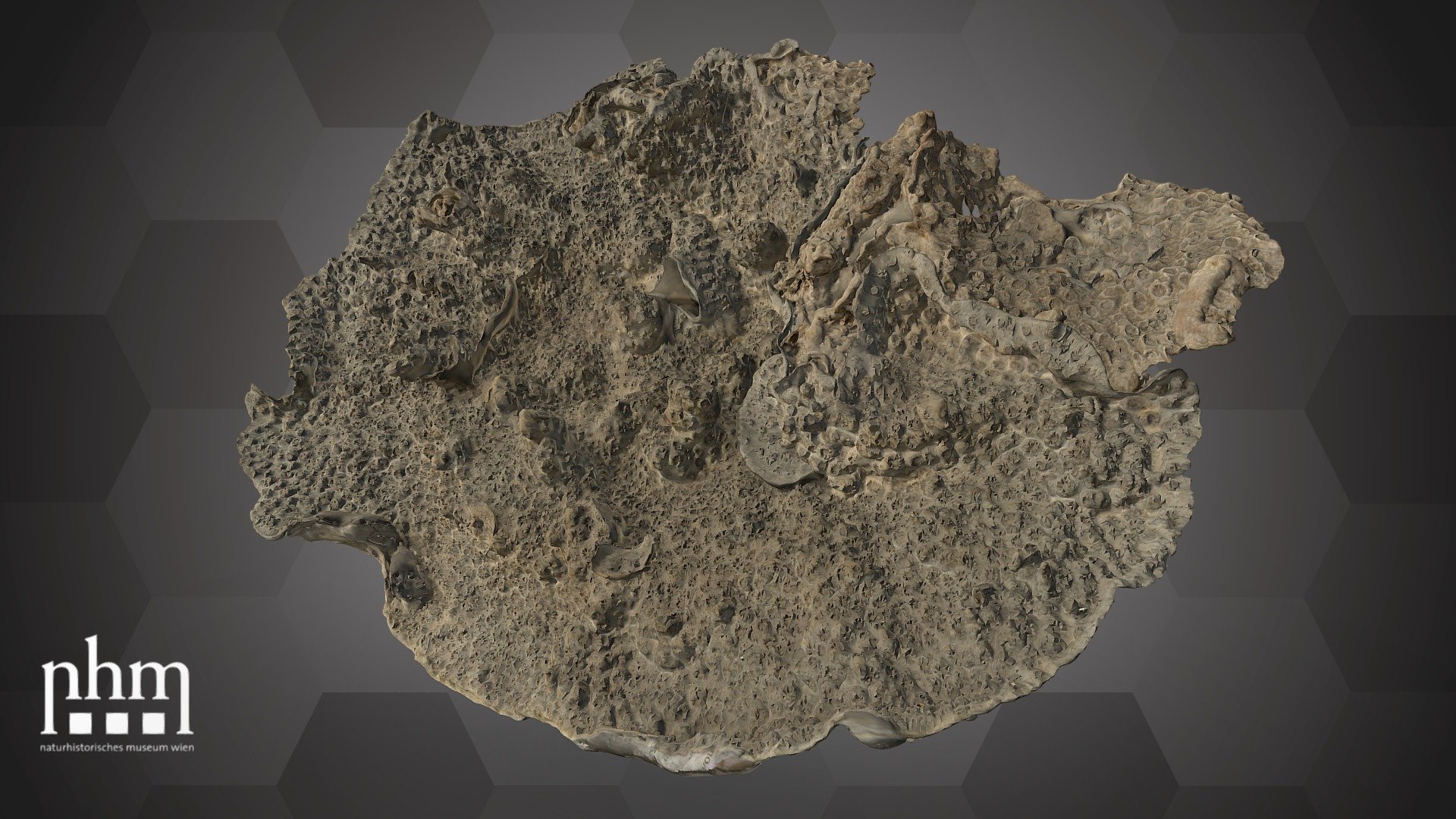 Echinopora lamellosa (NHMW-ZOO-EV-15251) — Sketchfab embed 3D viewer