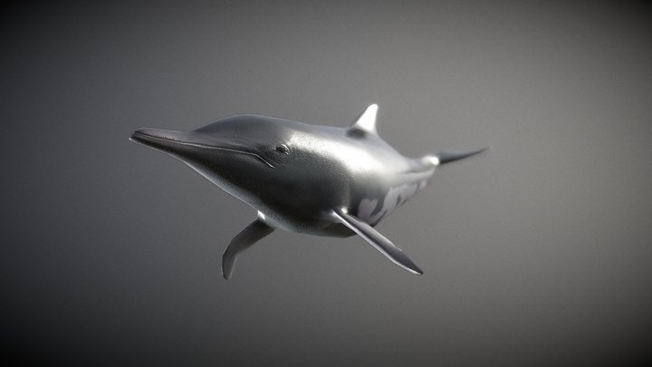 Dolphin_Motion01 3D Model