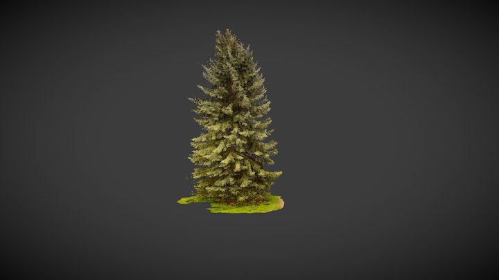 Spruce Cloud Scan(HiRes) – Free 3D Model STL