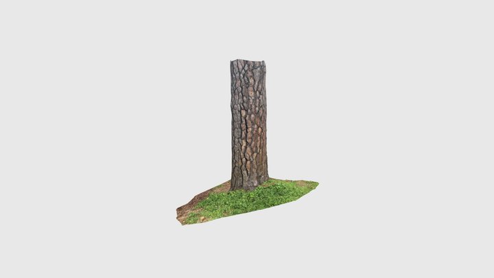 Middle pine 3D Model