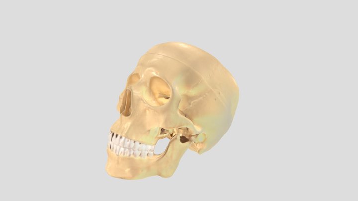 skullmodel4 3D Model