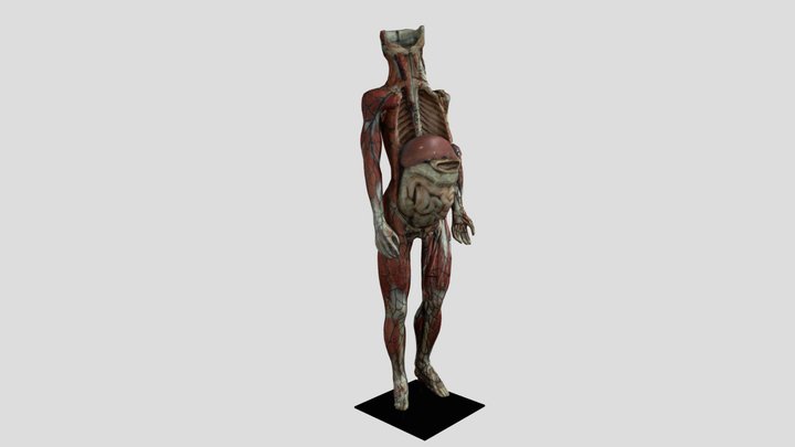 Ecorche 3D Model