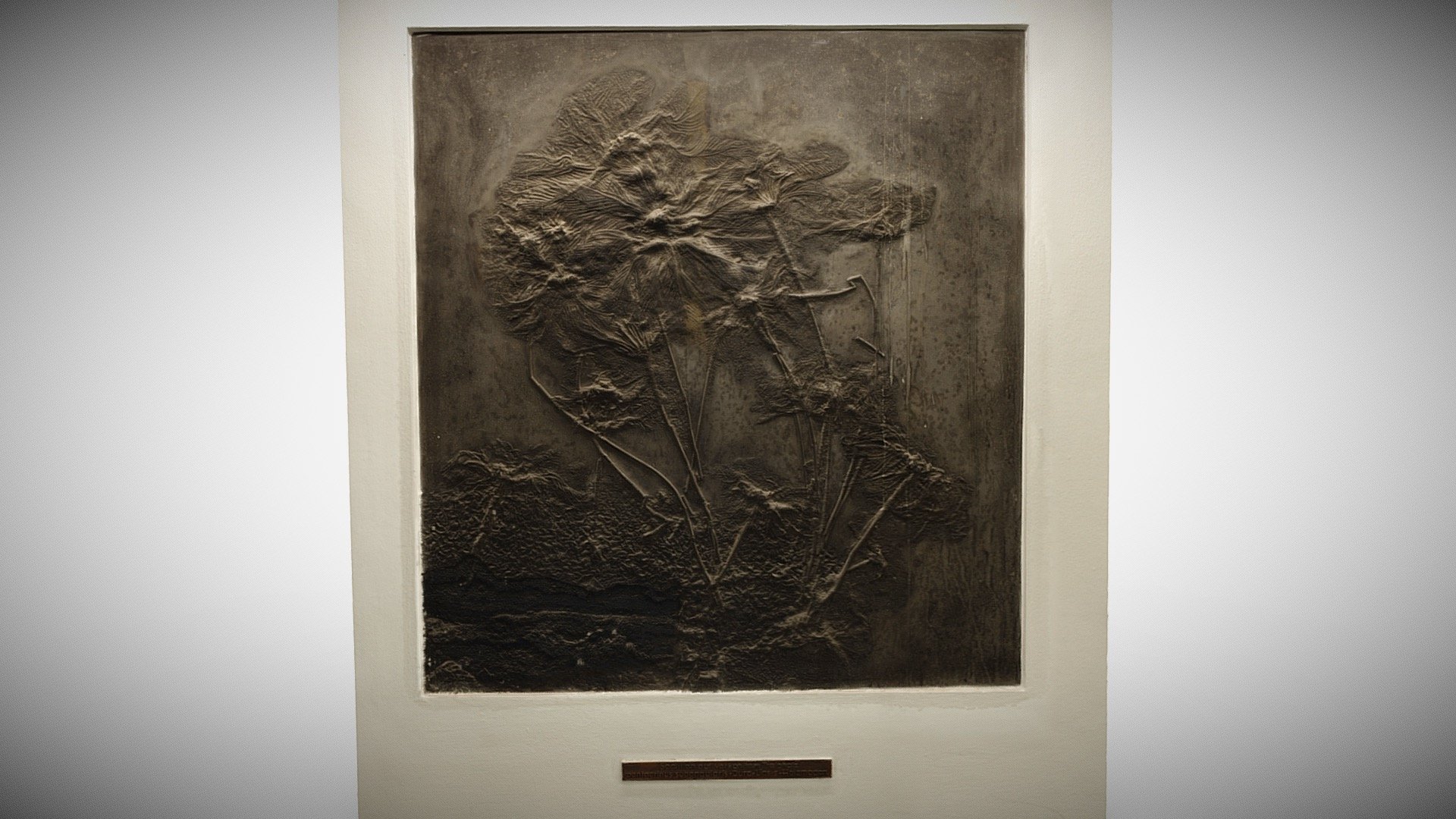 Crinoids, Germany